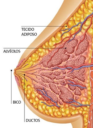 anatomia_seio